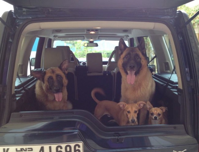 Dubai Kennels Tips To Deal With Dog Car Sickness