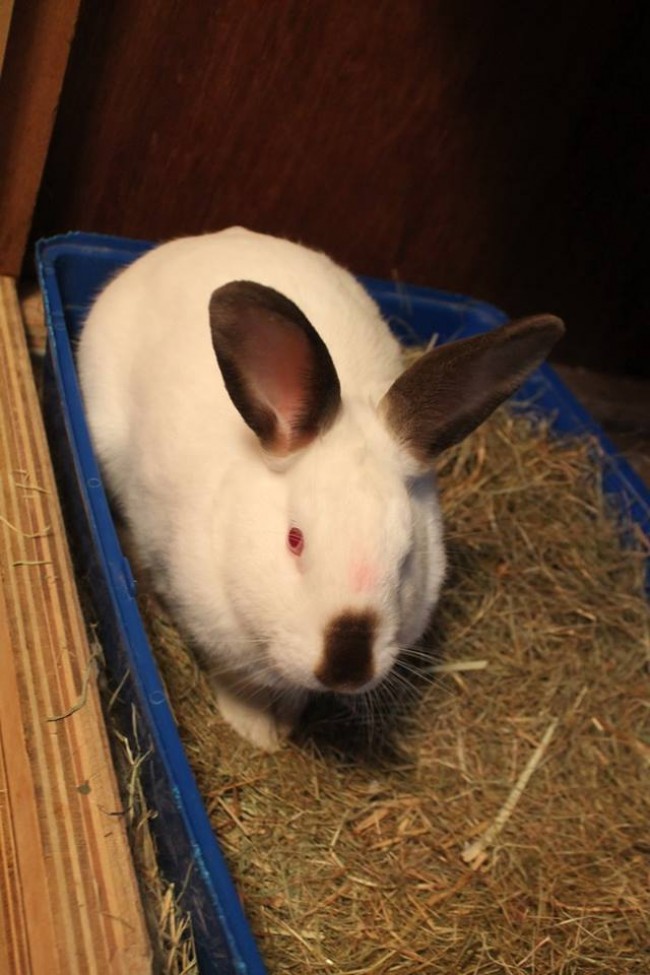 A Rabbit On A Crate Topped With Hays