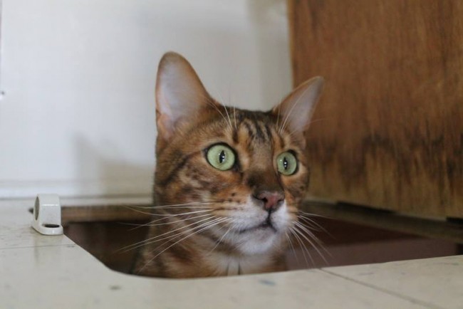 A Surprised Cat!