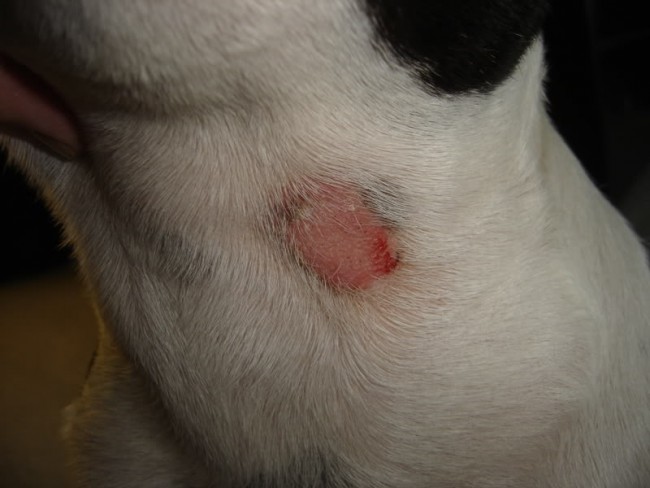 how do you know if dog has ringworm