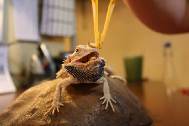 Feeding A Bearded Dragon - Dubai Kennels & Cattery (DKC)