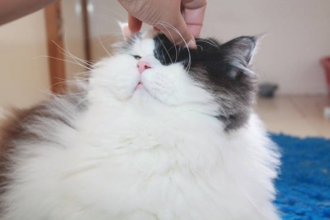 Fluffy Black and White Cat