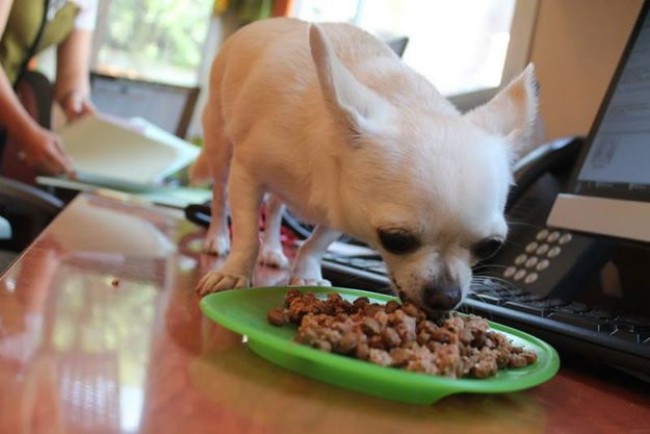 Dog Eating Food On Top Of The Table