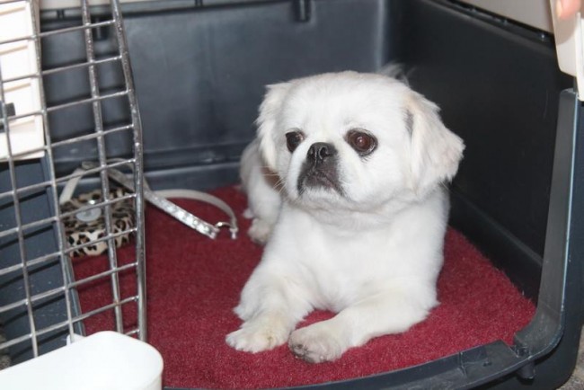 Dog gets crate-rest.