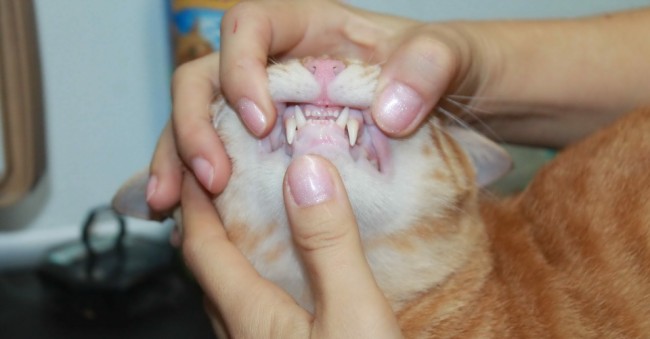 A Cat Having A Dental Check Up