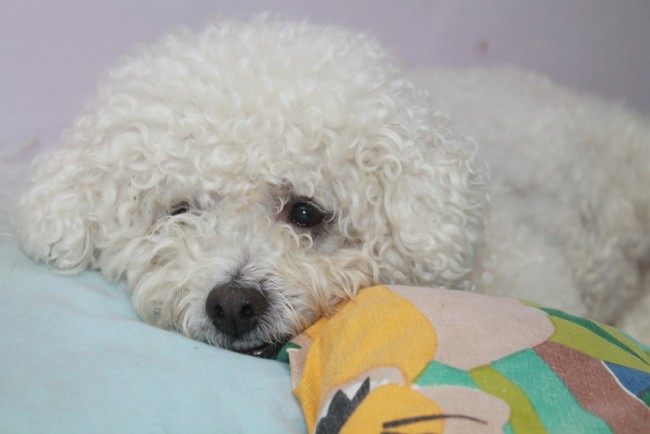 A Dog Looking Sad and Lonely in Bed