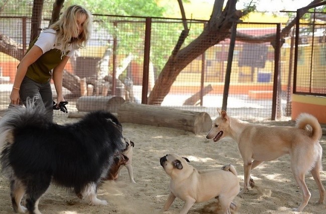 A Woman Letting the Dogs Socialize