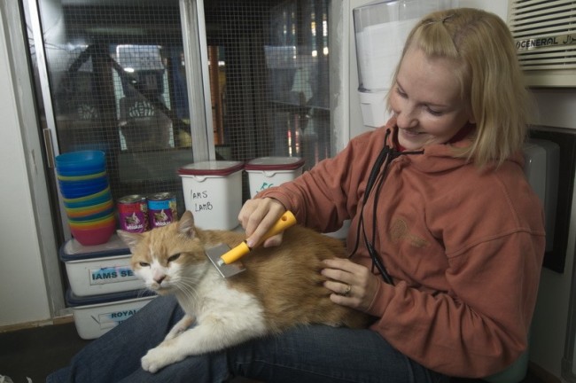 A Woman Grooming a Grown Cat