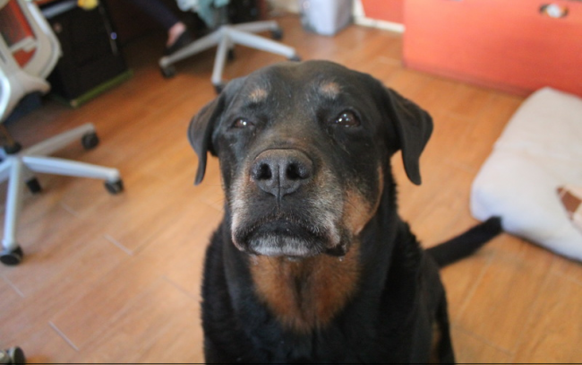 A Dog Sitting On The Floor