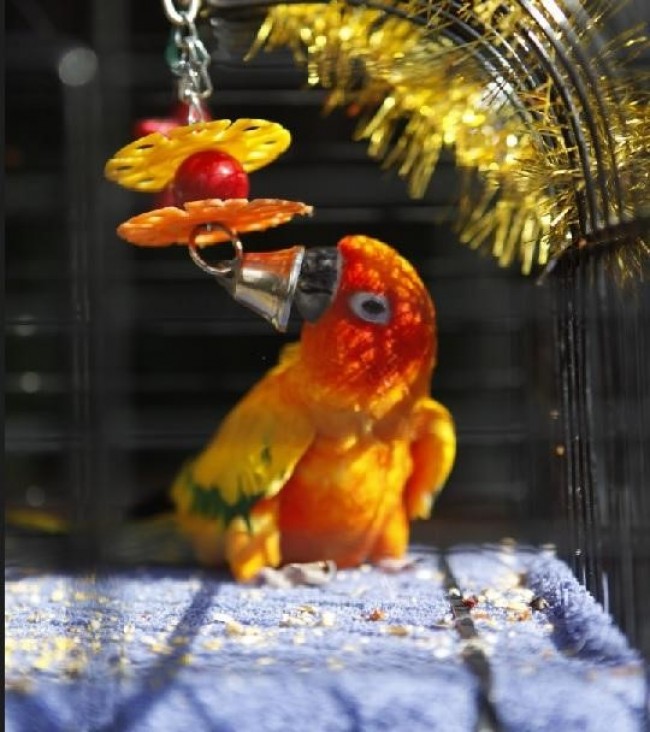Parrot Playing with Its Toy