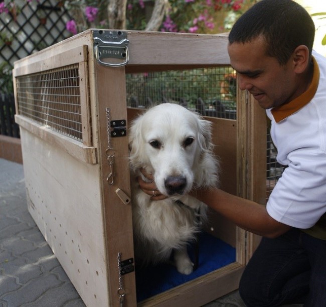 A Man Putting a Dog in a Travel Box