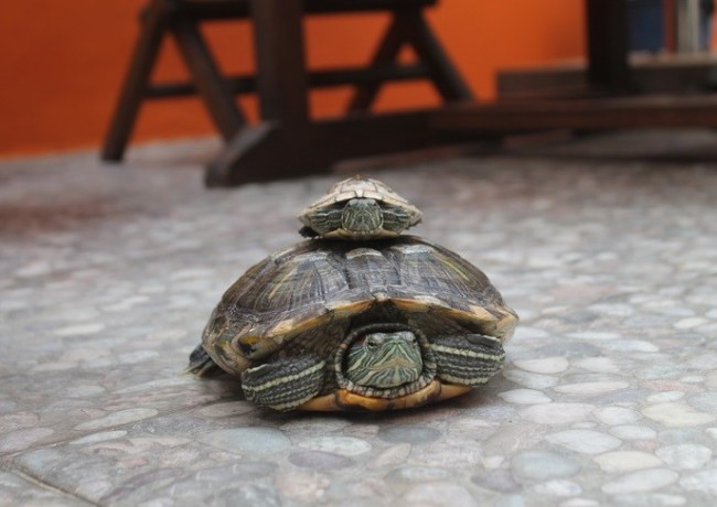 Terrapins on Top of Each Other