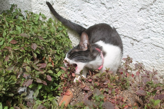 Cat eating plants