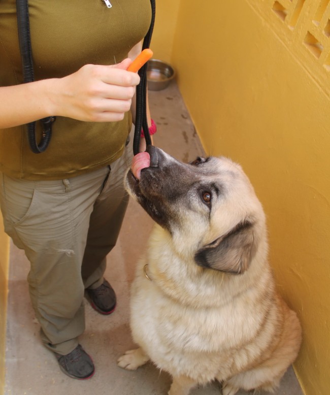 dog begging for food