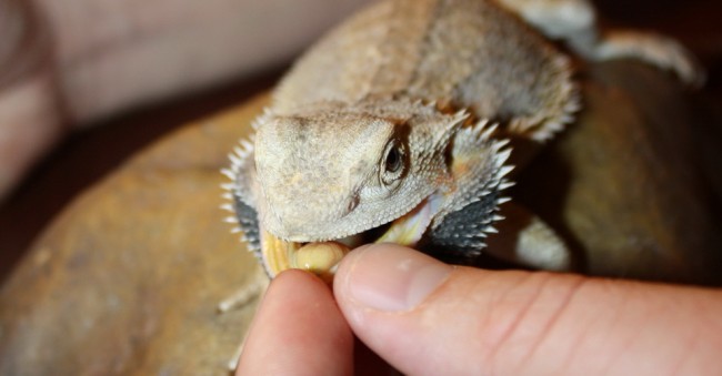 Bearded dragon feeding