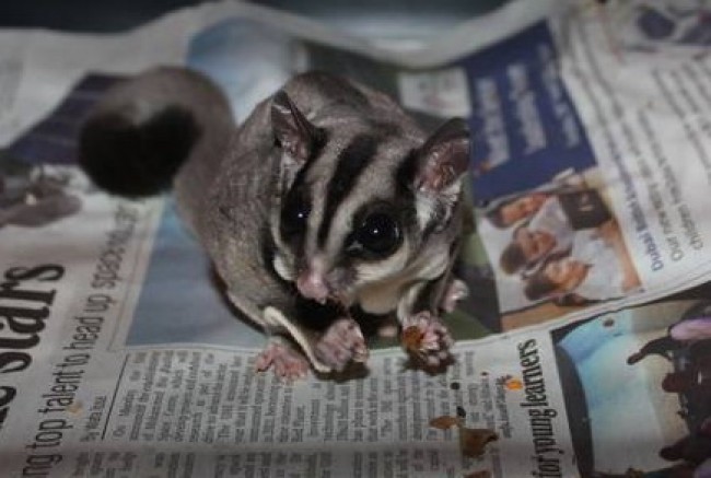 Cheap sugar gliders outlet for sale near me