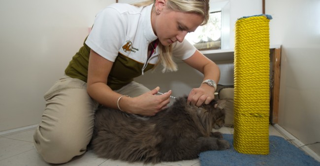 Diabetic injection for a cat