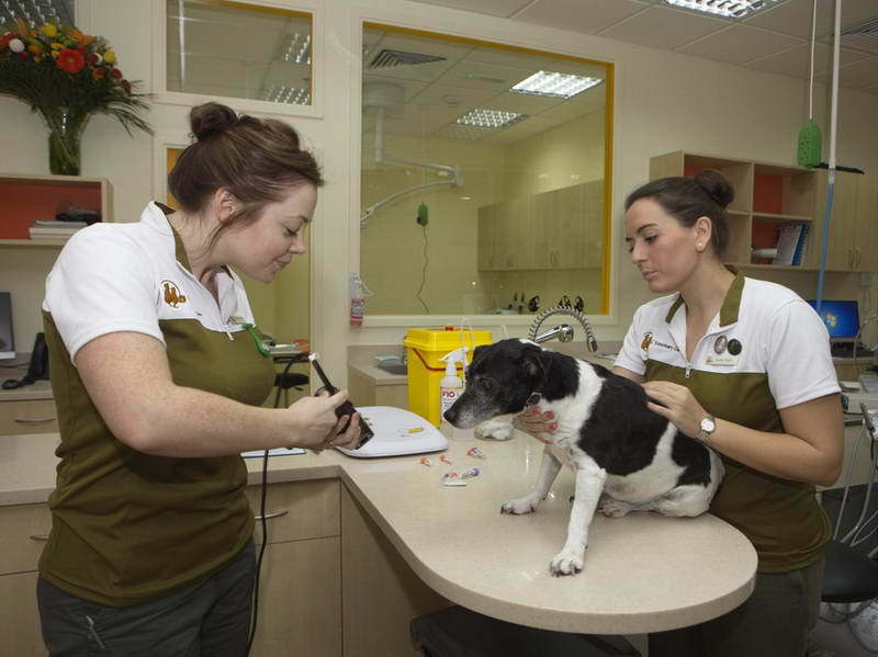 Veterinary doctors jobs in dubai