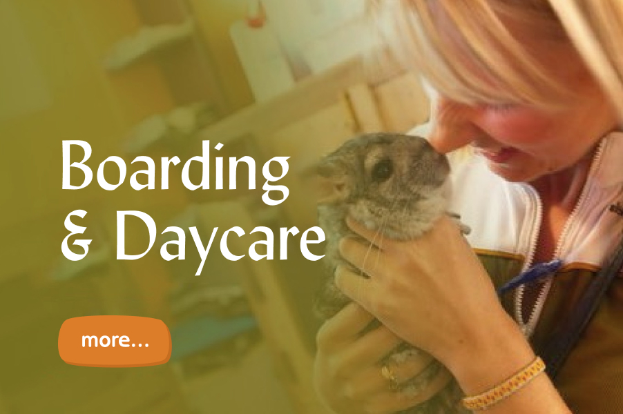Boarding & Daycare