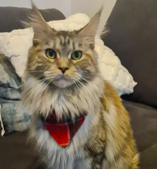 Nova
