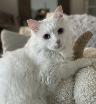 Blanco