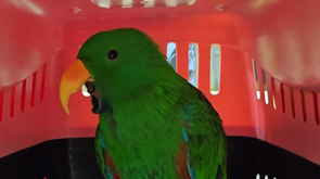 Kiwi's Health-Check - Blood-Sampling a Parrot