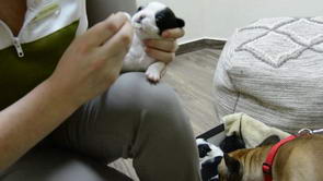Newborn Pups Being Dewormed