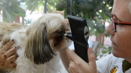 Measuring Intra-Ocular (Eye) Pressure in a Dog