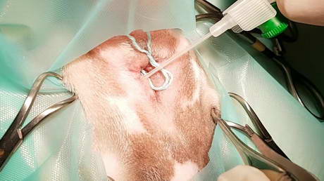 Anal Gland Removal