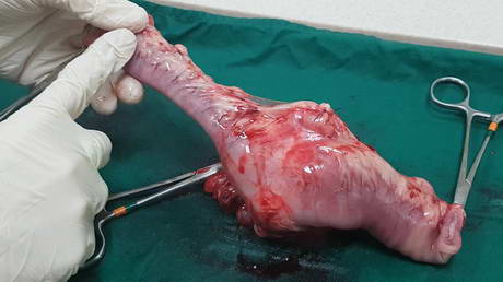 Intestinal Tumour in a Dog