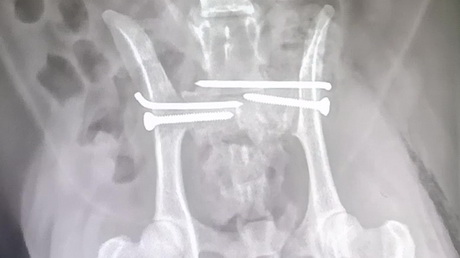 A surgical pelvic fracture in a cat